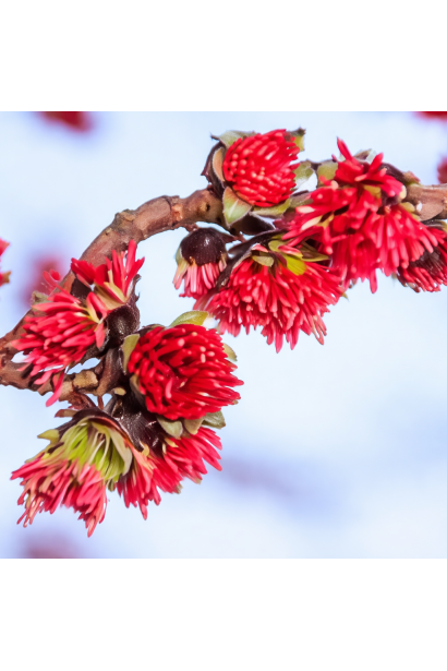 Парротія Ванесса цвітіння